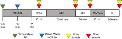 Hydration Is More Important Than Exogenous Carbohydrate Intake During Push-to-the-Finish Cycle Exercise in the Heat